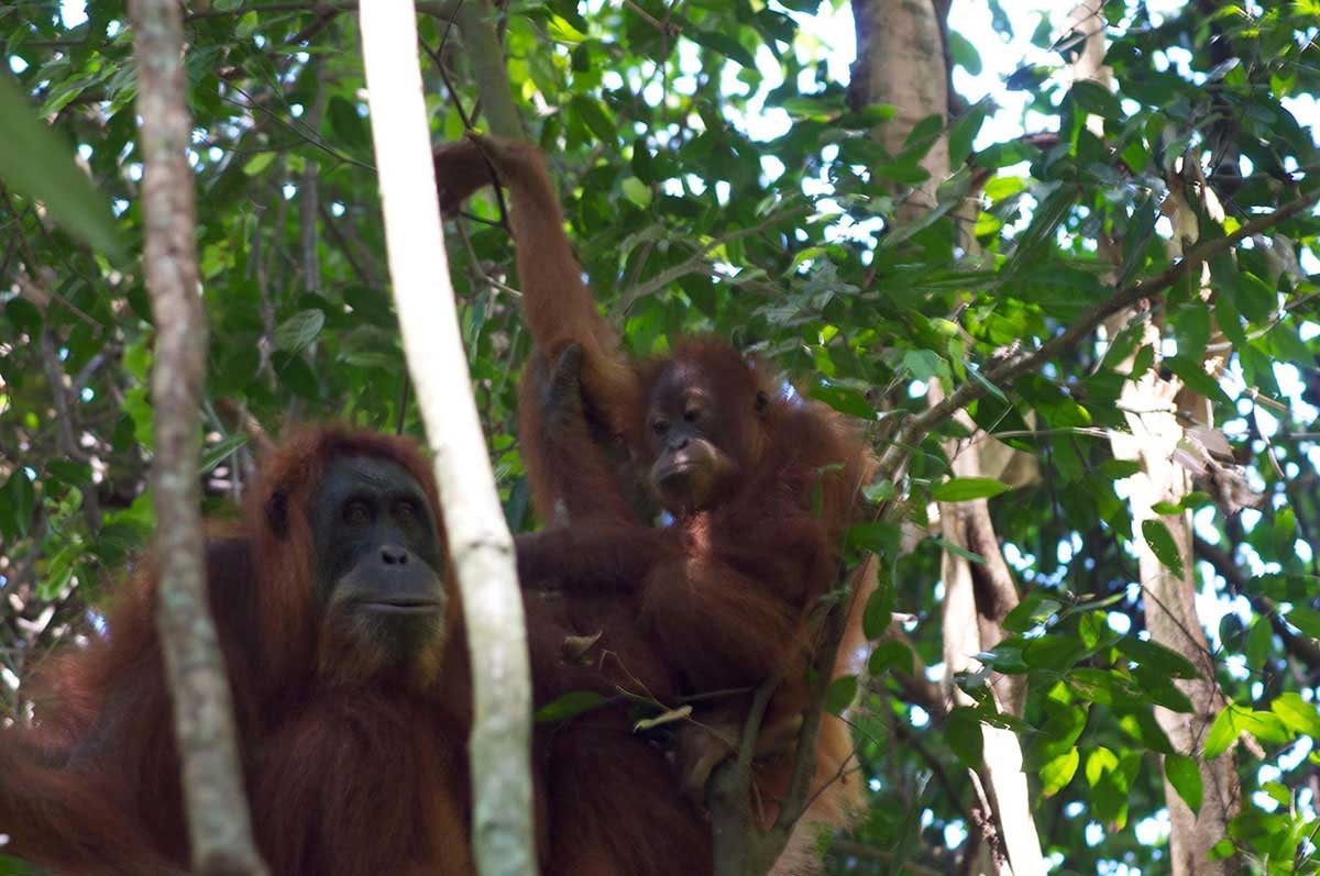 baby sumatran orangutan