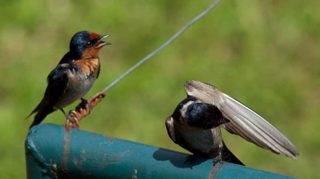 bukit lawang sumatra