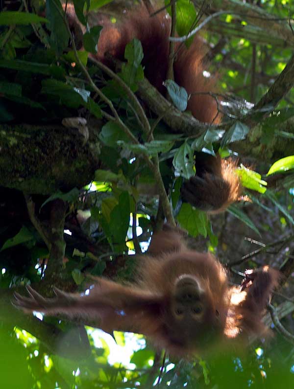 bukit lawang sumatra