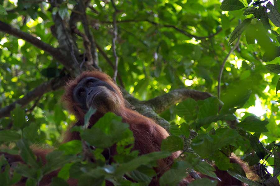 bukit lawang sumatra