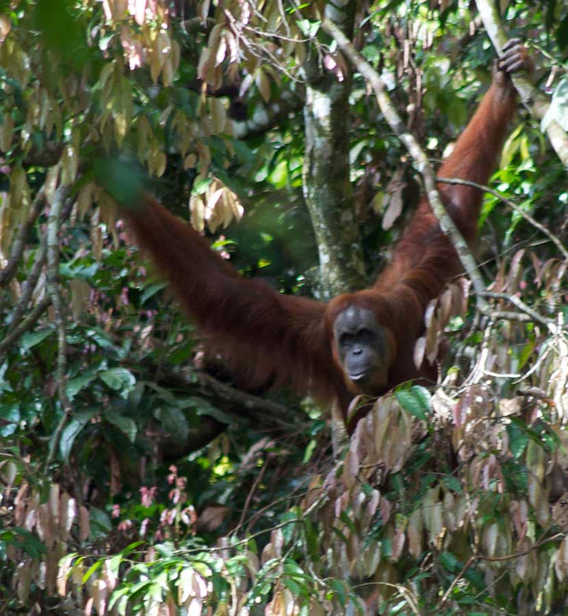 bukit lawang sumatra