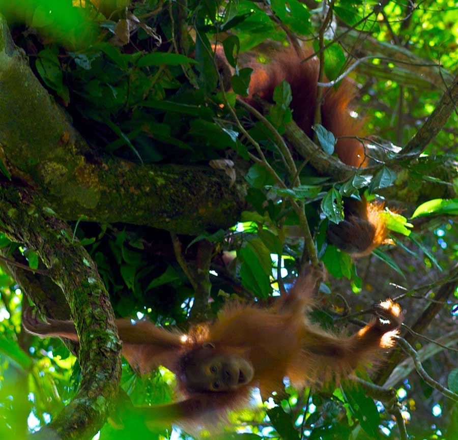 cute sumatran orangutan