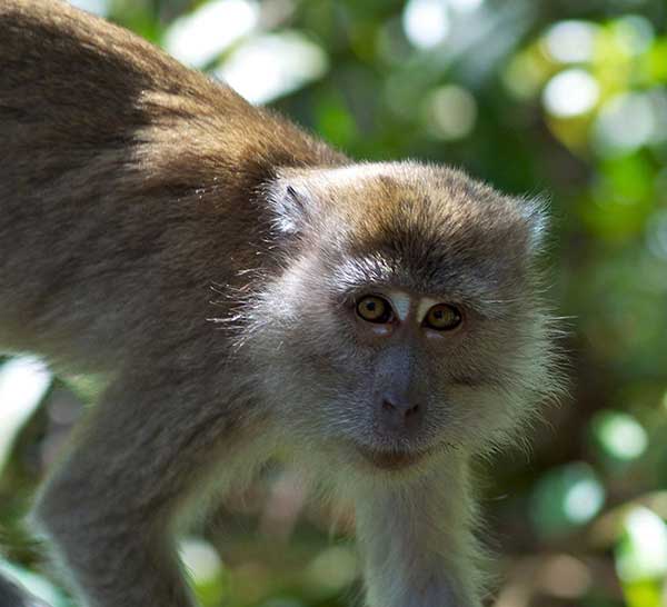 long tailed macaque in sumatra