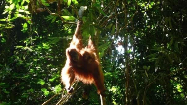 orangutan sumatra