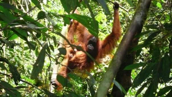 orangutan sumatra