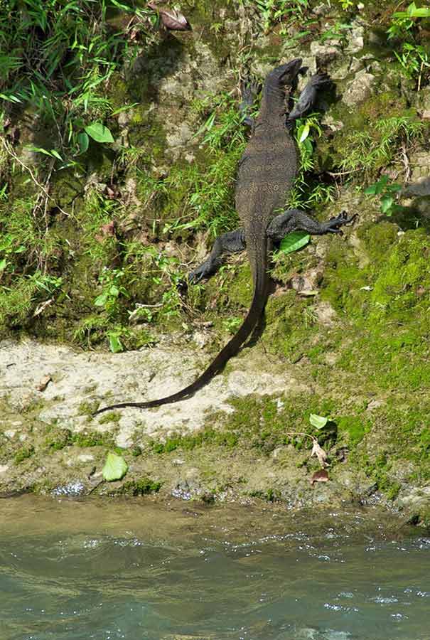 sumatran monitor lizard