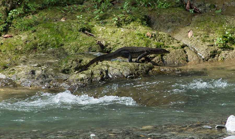 sumatran monitor lizard
