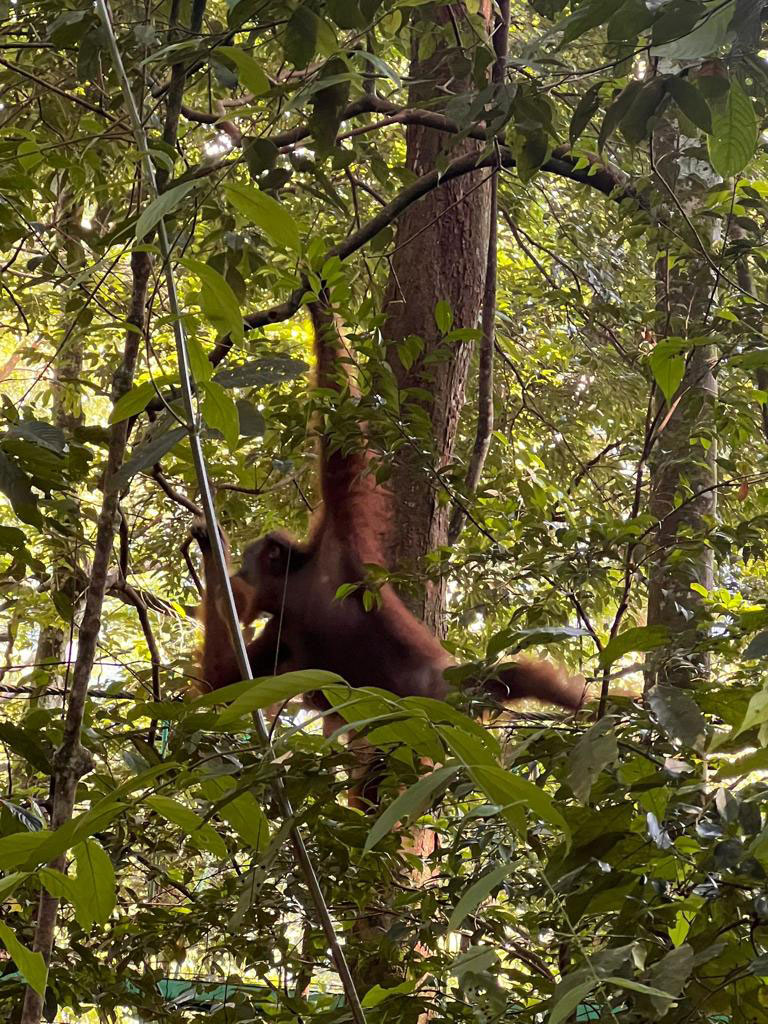 orangutan in bukit lawang
