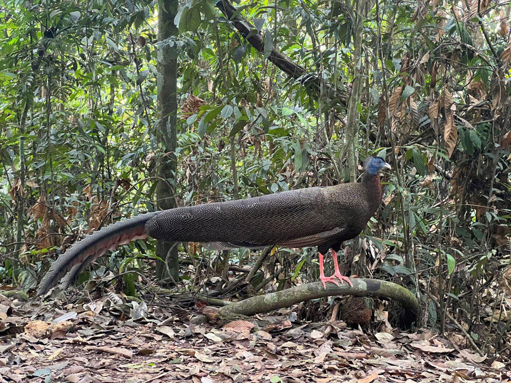 orangutan in bukit lawang