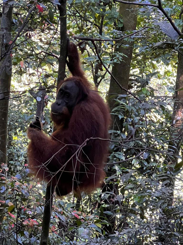 orangutan in bukit lawang
