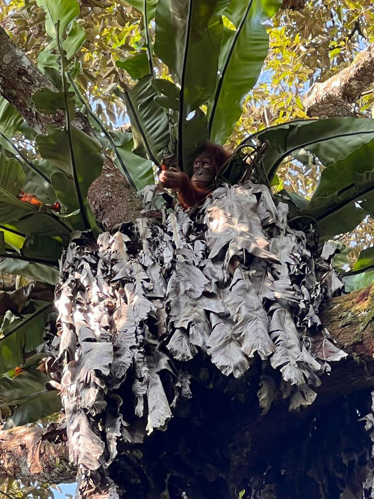 orangutan in bukit lawang