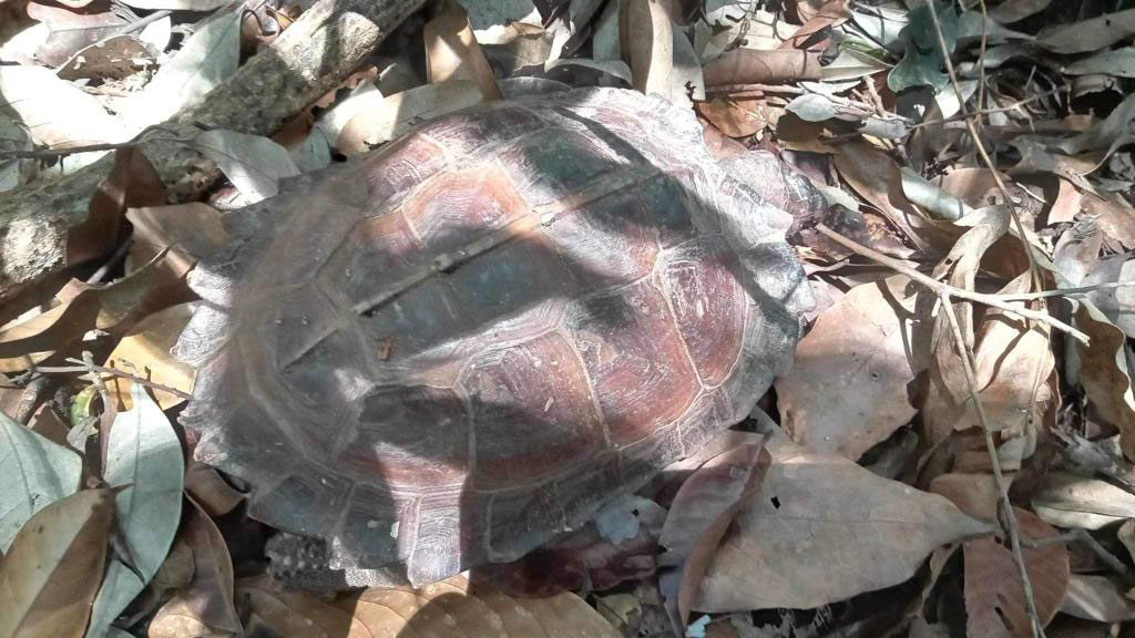 orangutan in bukit lawang