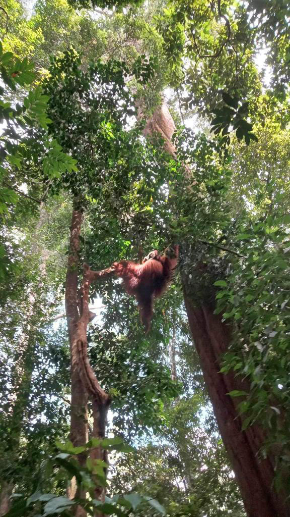 orangutan in bukit lawang