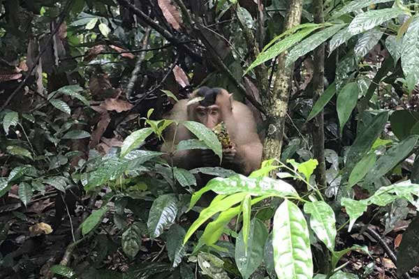 bukit lawang wildlife tour